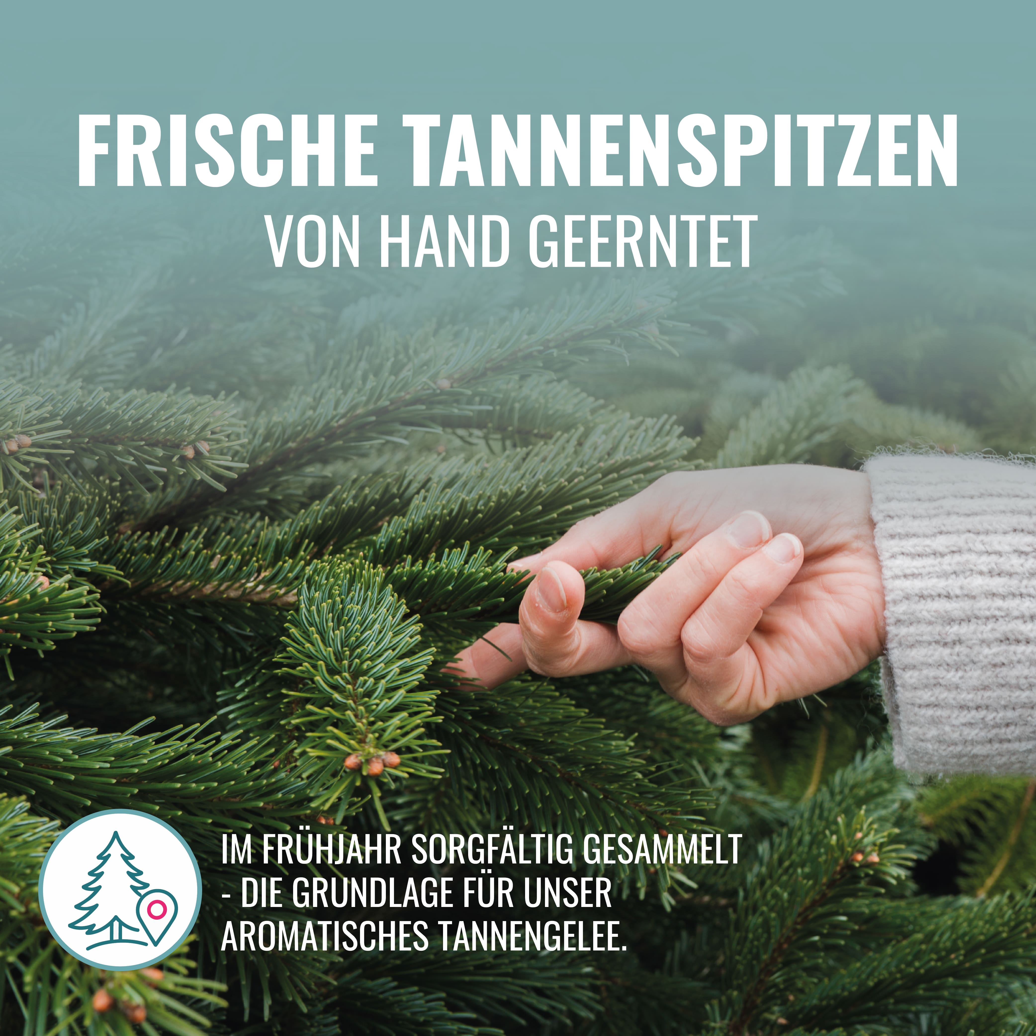 Tannengelee